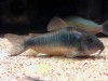 Corydoras schultzei