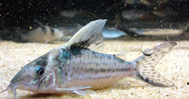 Corydoras robustus