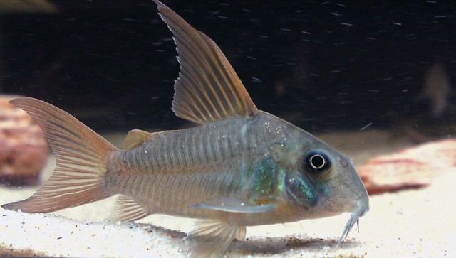 Corydoras concolor