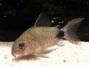 Corydoras caudimaculatus