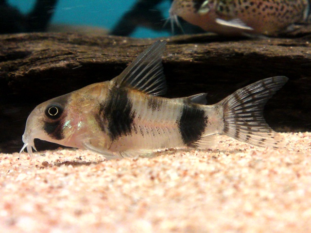 Corydoras tukano