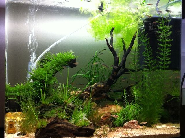 Aquascape