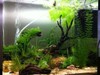 Aquascape