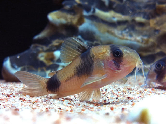 Corydoras weitzmani