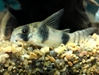 Corydoras Tukano