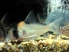 Corydoras Aldofoi