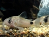 Corydoras Panda