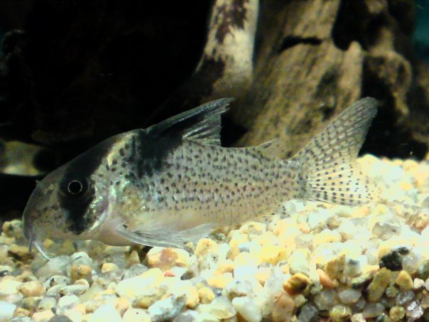 Corydoras Brevirostris