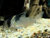 Corydoras Brevirostris