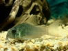 Corydoras Concolor