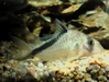 Corydoras Mellini