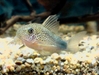 Corydoras Similis