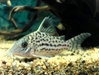 Corydoras Sp