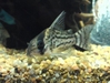 Corydoras Schwartzi