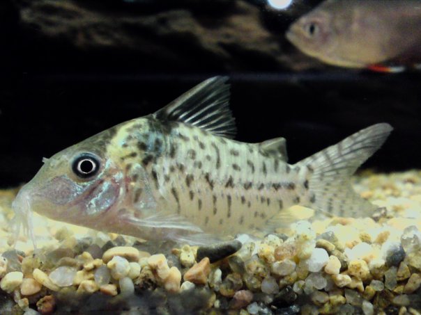 Cory Un Id