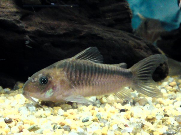 Corydoras Rebauti