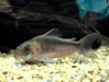 Corydoras Rebauti