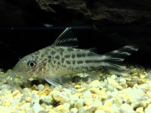 Corydoras Robinae