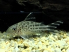 Corydoras Robinae