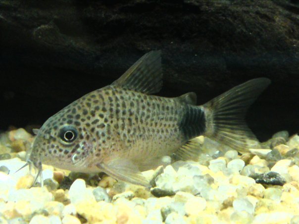 Corydoras Caudimaculatus