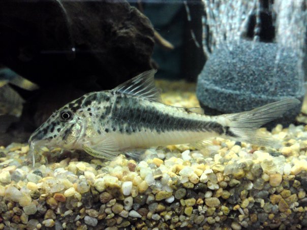 Corydoras Fowleri