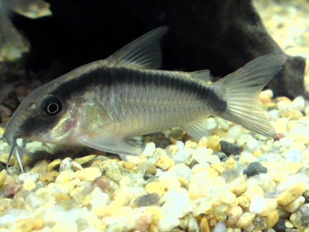 Cory Arcuatus