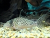 Corydoras sp.