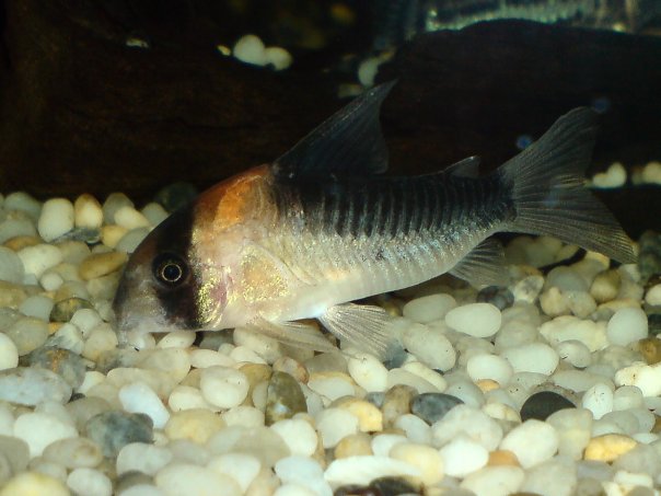 Corydoras Duplicareus