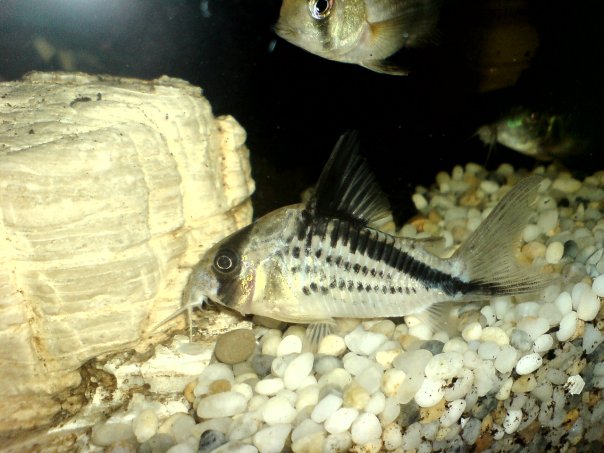 Corydoras Loxozonus