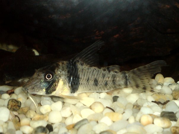 Corydoras Orcesi