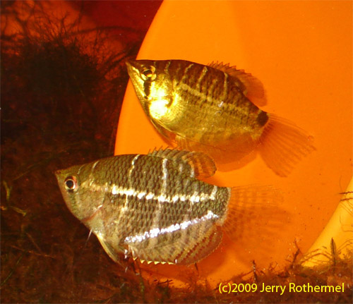 Sphaerichthys Seletanensis Pair