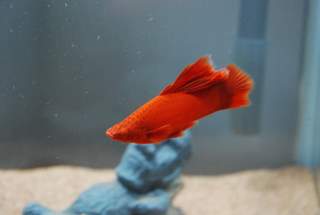 Hi-fin Red Swordtail