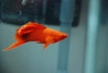 Hi-fin Red Swordtail