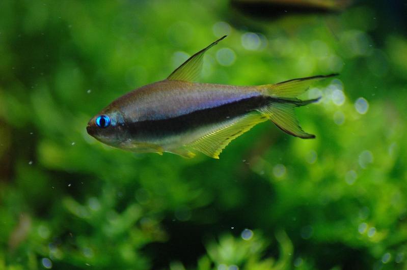 Emperor Tetra2