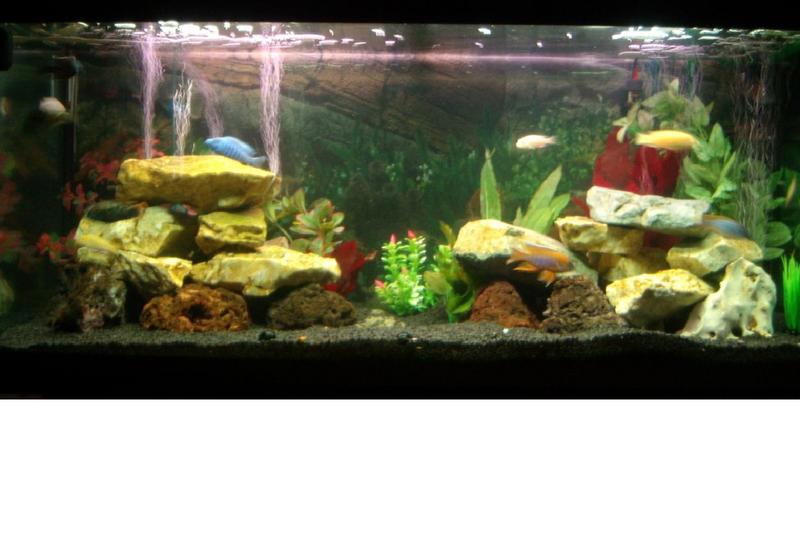 First Warm Water Fish Tank