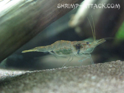 Guinea Swarm Shrimp (desmocaris Trispinosa)