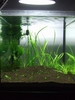 1ft shrimp tank 2007