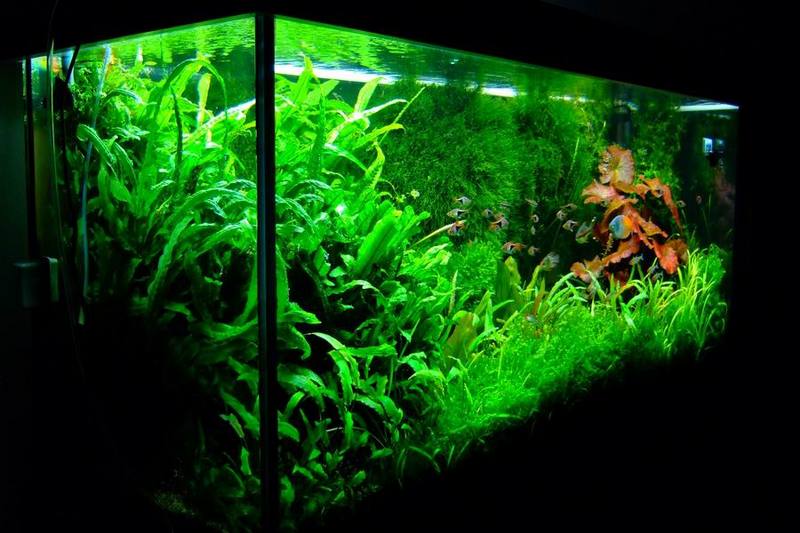 update 4 ft tank 2007