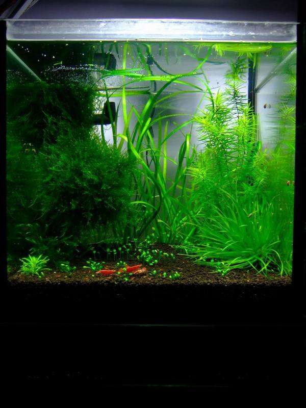 1ft shrimp tank 2007