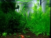 1ft shrimp tank 2007