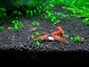 1ft shrimp tank 2007