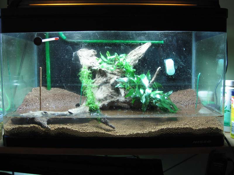 2ft tank revamped