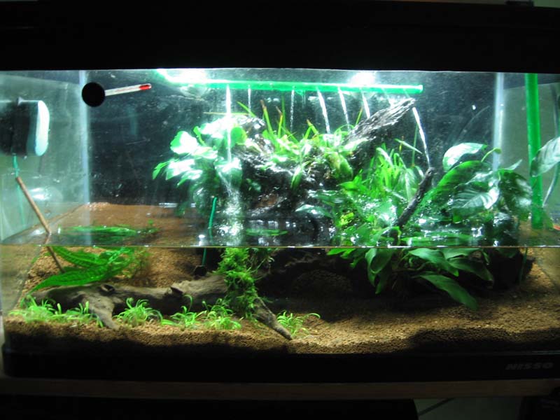 2ft tank revamped