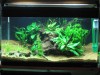 2ft tank revamped