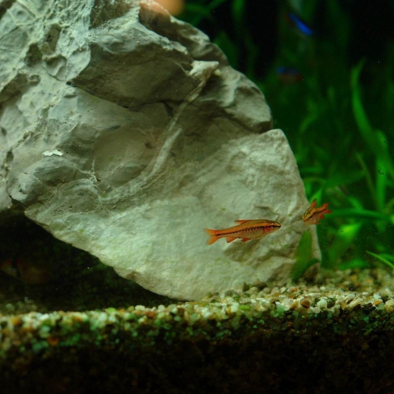 Some Of My Fish