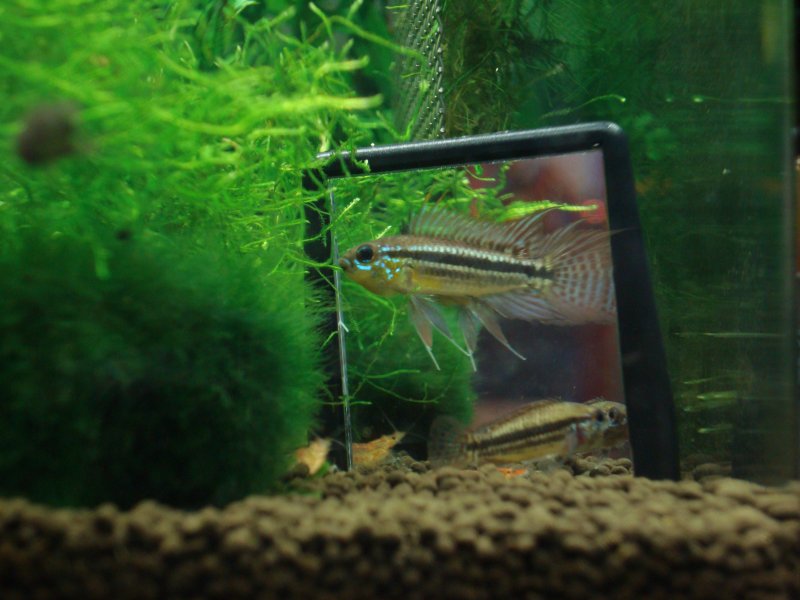 Apisto Bit