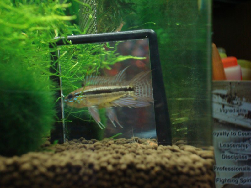 Apisto Bit