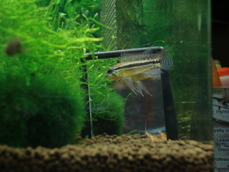 Apisto Bit