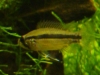 My Apisto