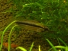 My Apisto